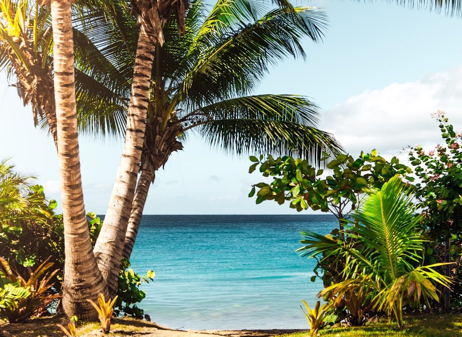 coconut tree on beach